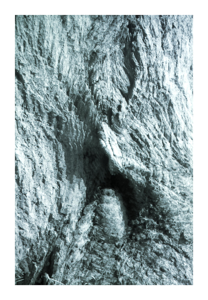 Bark_3