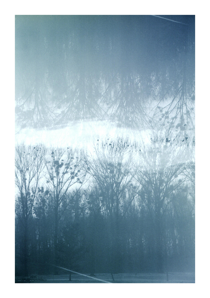 Branches_3