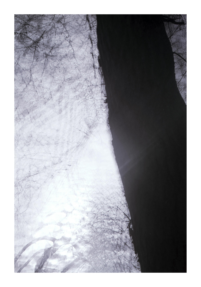 Branches_4