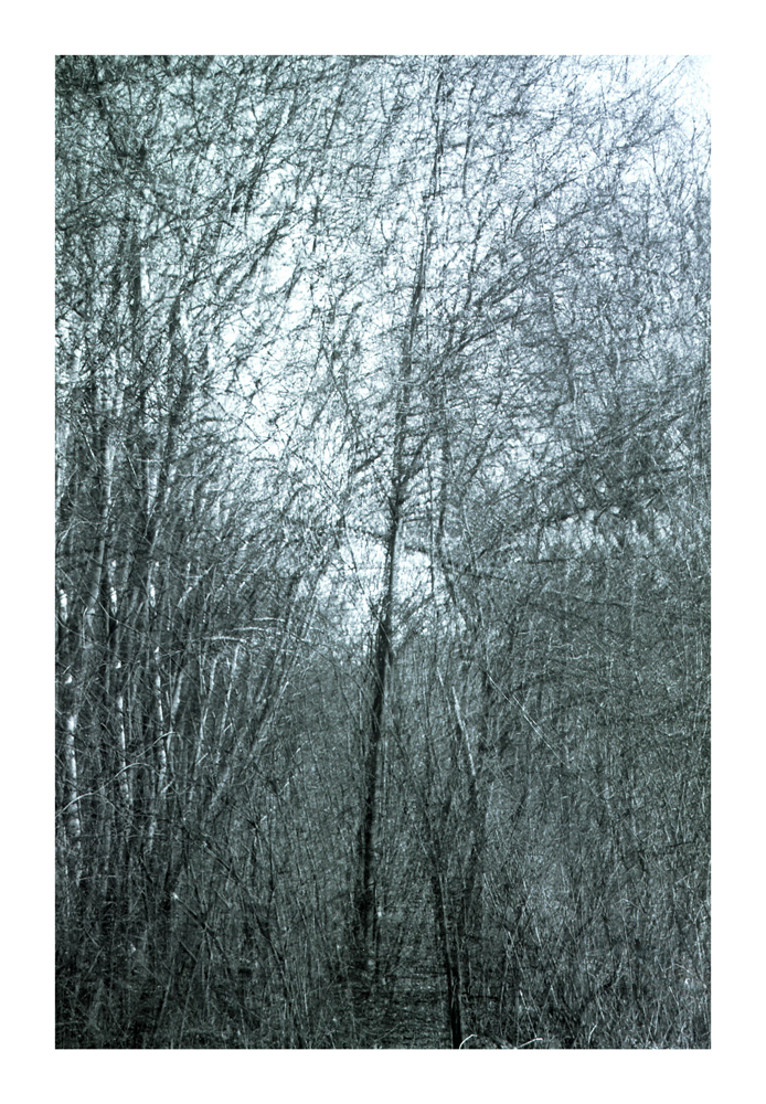 Vergessener_Wald_2