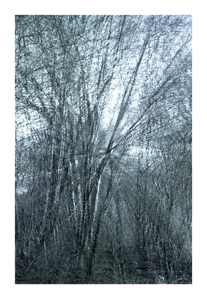 Vergessener_Wald_3