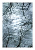 Branches_2