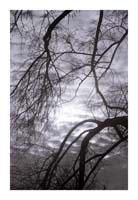 Branches_5