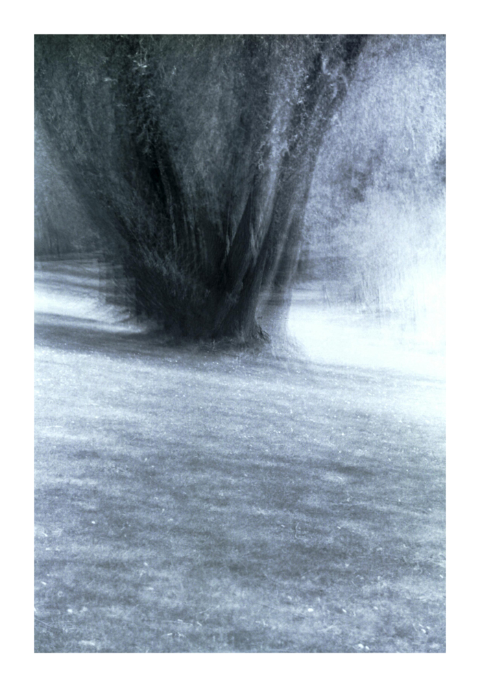 Baum1