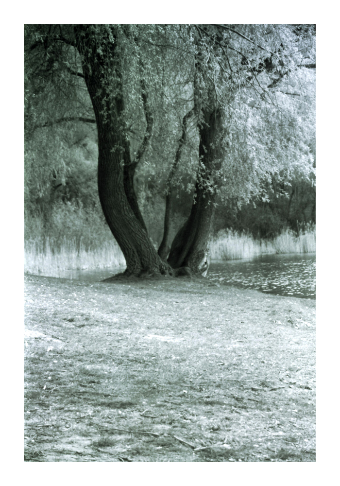 Baum5