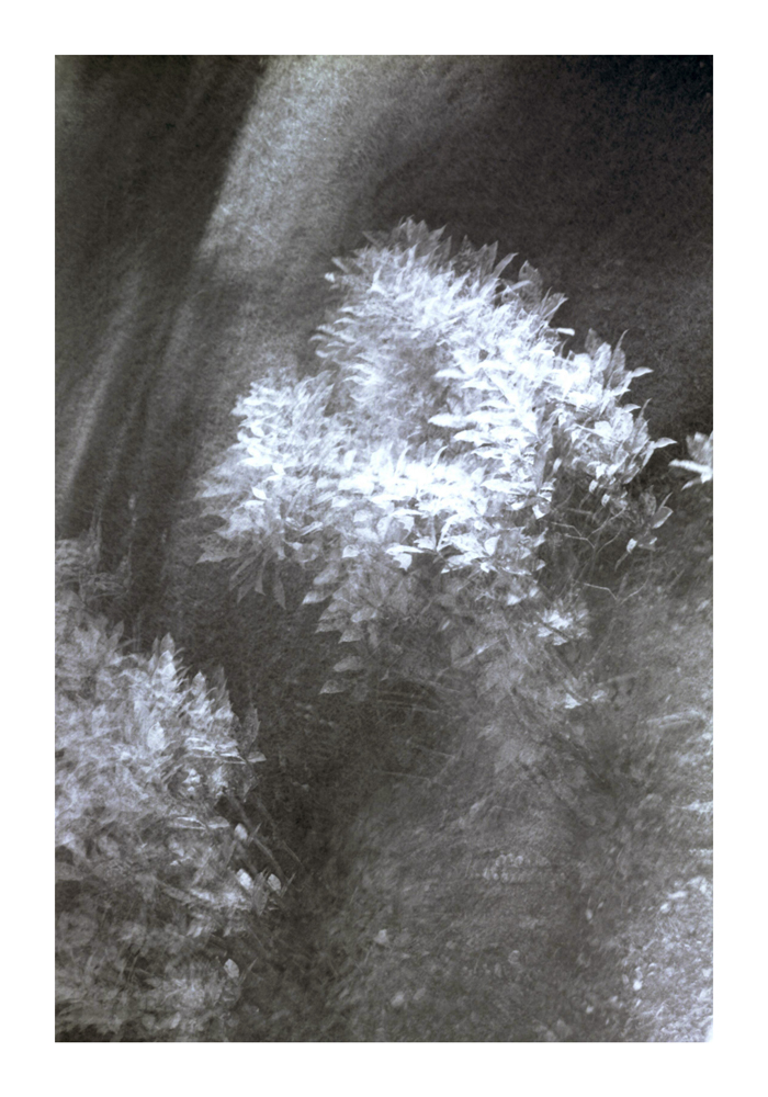 flower01