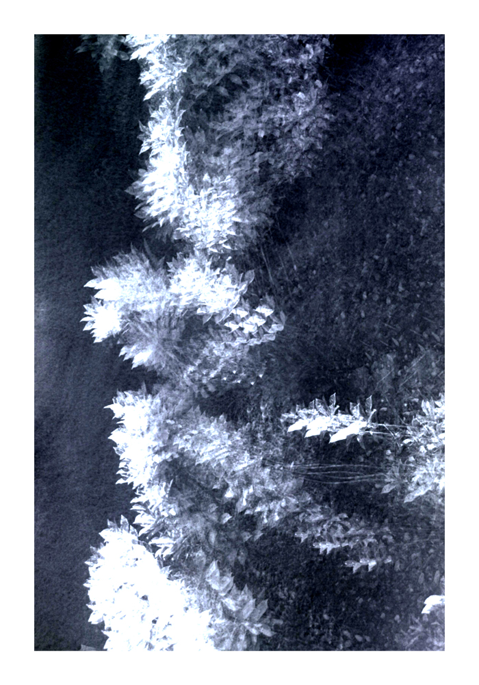 flower02