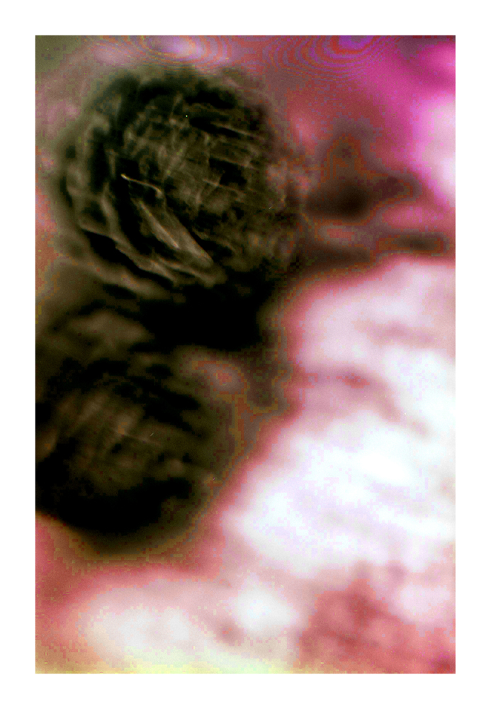 protist10