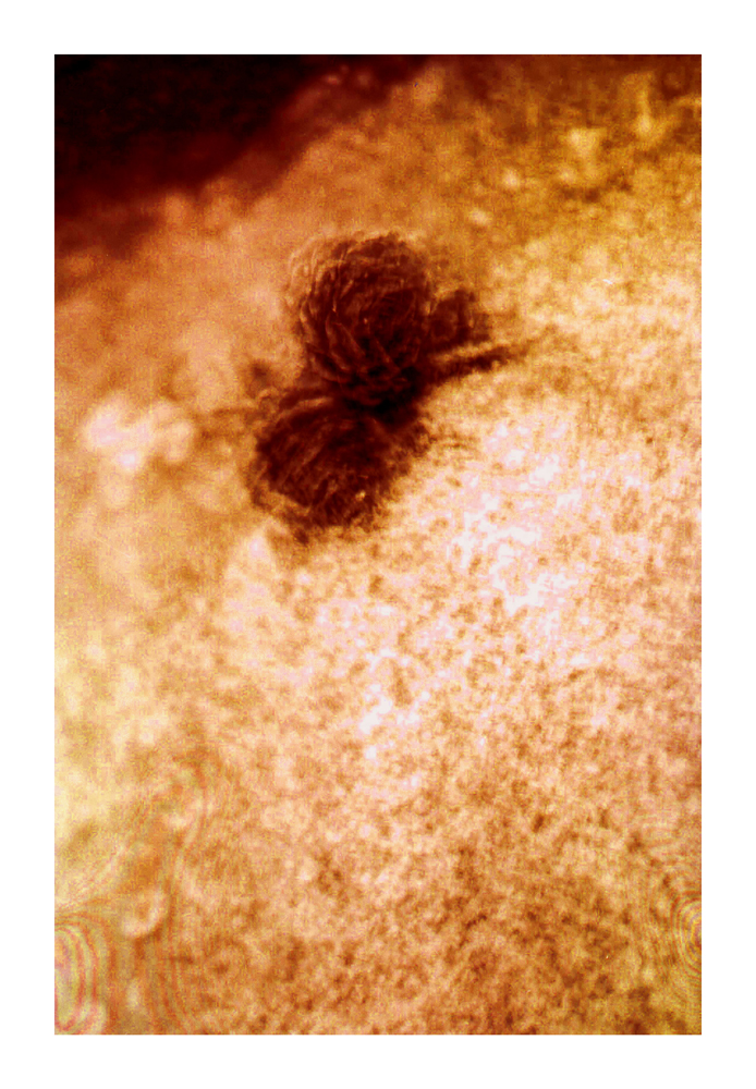 protist9