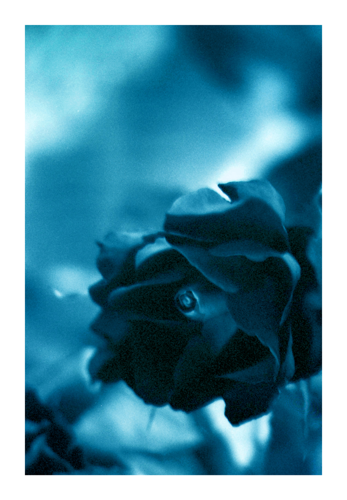 rose-bud_02