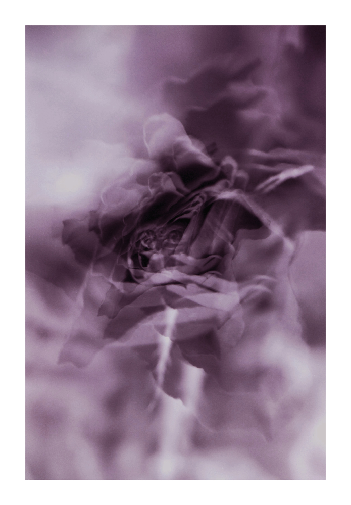 rose-bud_03b