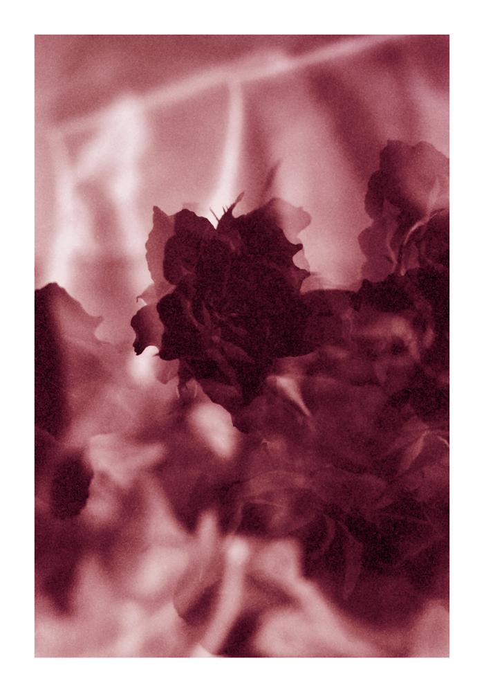 rose-bud_05f