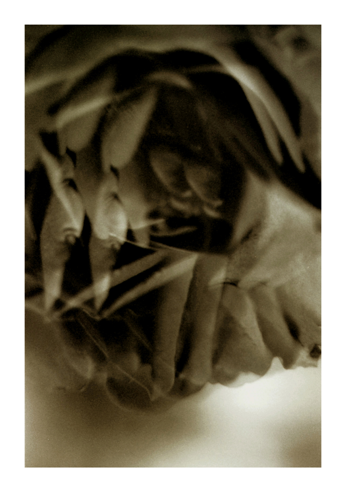 rose-bud_06a