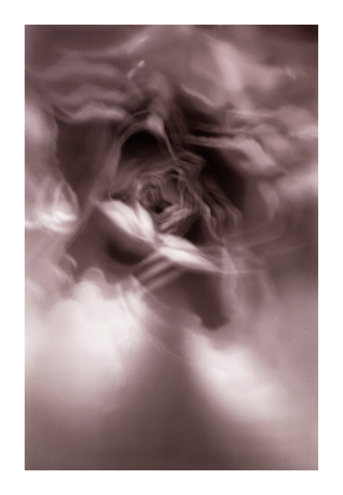 rose-bud_14
