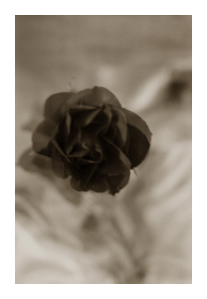 rose-bud_16