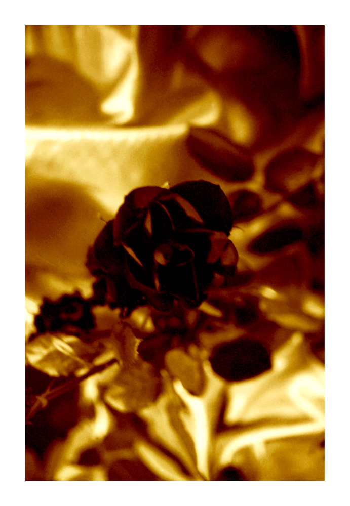 rose-bud_20k