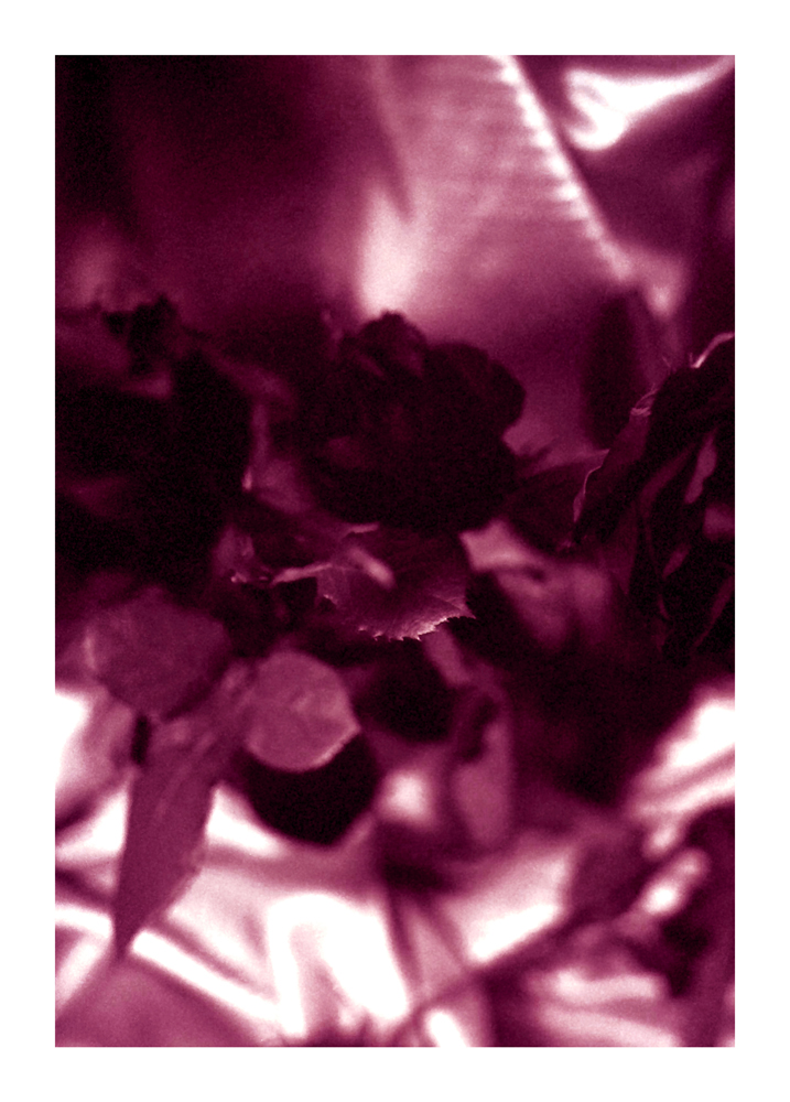 rose-bud_21a